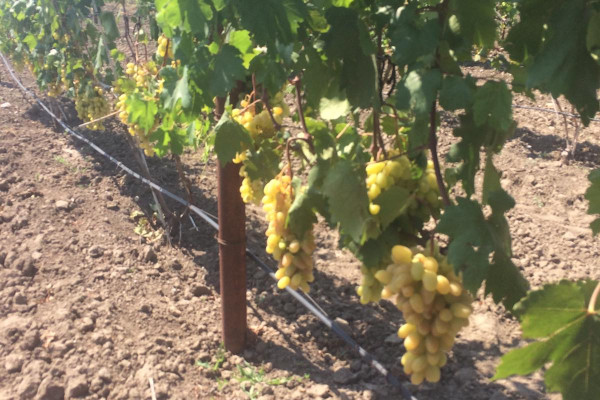 Черешневый сад в Херсонской области